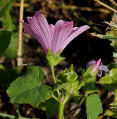 Malva trimestris