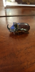 Oryctes nasicornis grypus