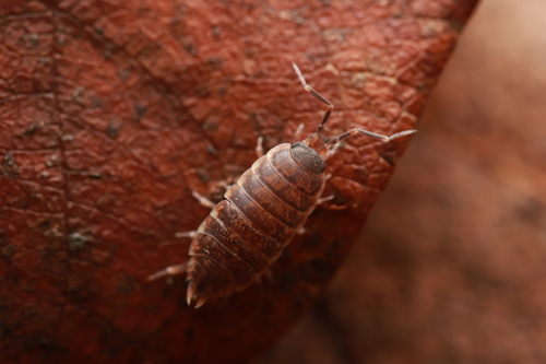 Caeroplastes porphyrivagus