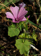 Malva trimestris