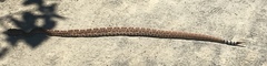 Crotalus ruber ruber