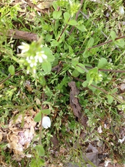 Cerastium semidecandrum