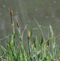 Carex nigra
