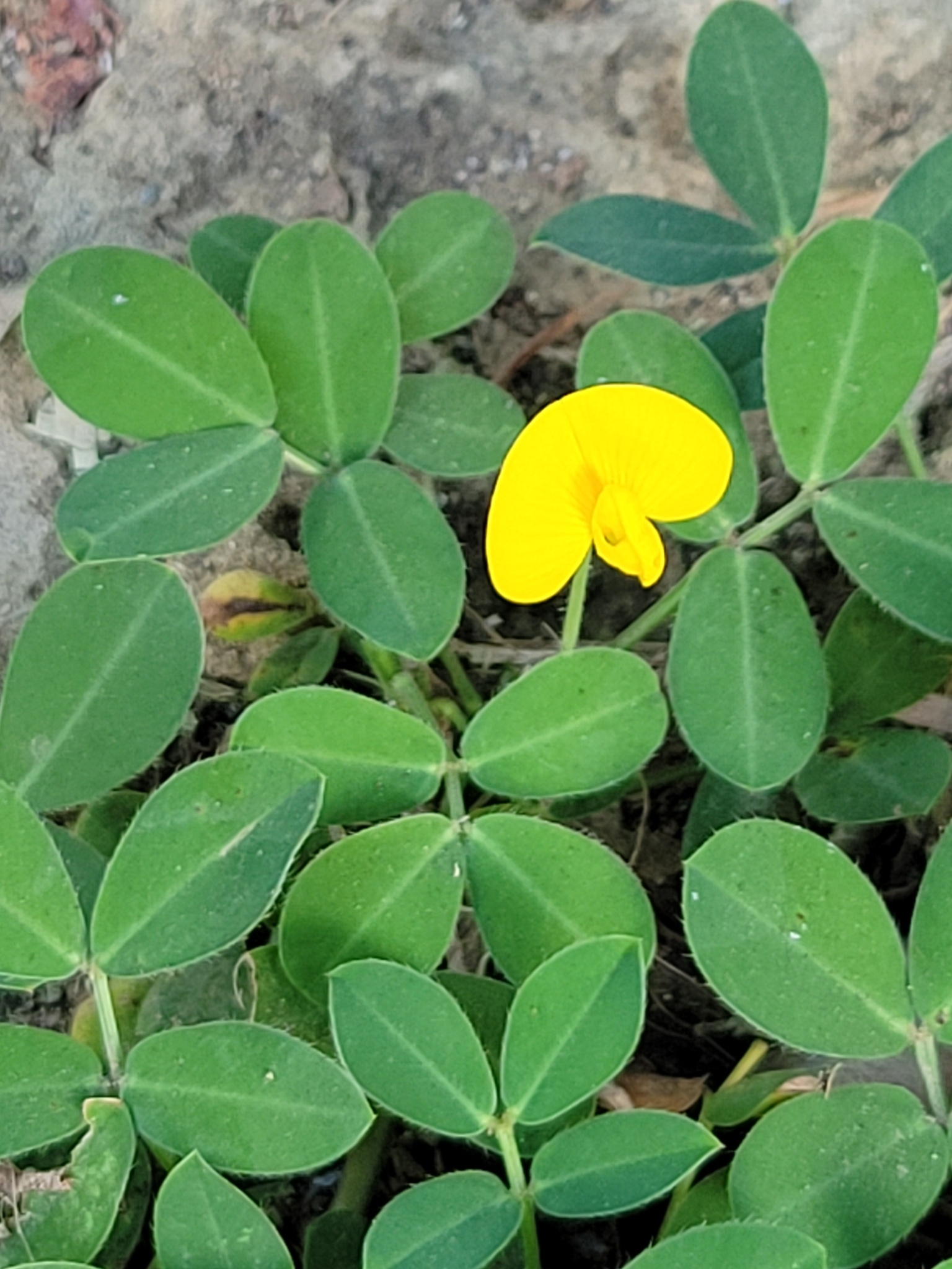 Imagem de Amendoim-forrageiro