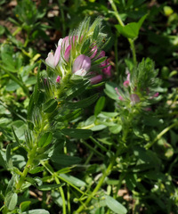 Ononis alopecuroides