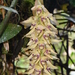 Bulbophyllum occlusum - Photo (c) CORDENOS Thierry, μερικά δικαιώματα διατηρούνται (CC BY-NC), uploaded by CORDENOS Thierry