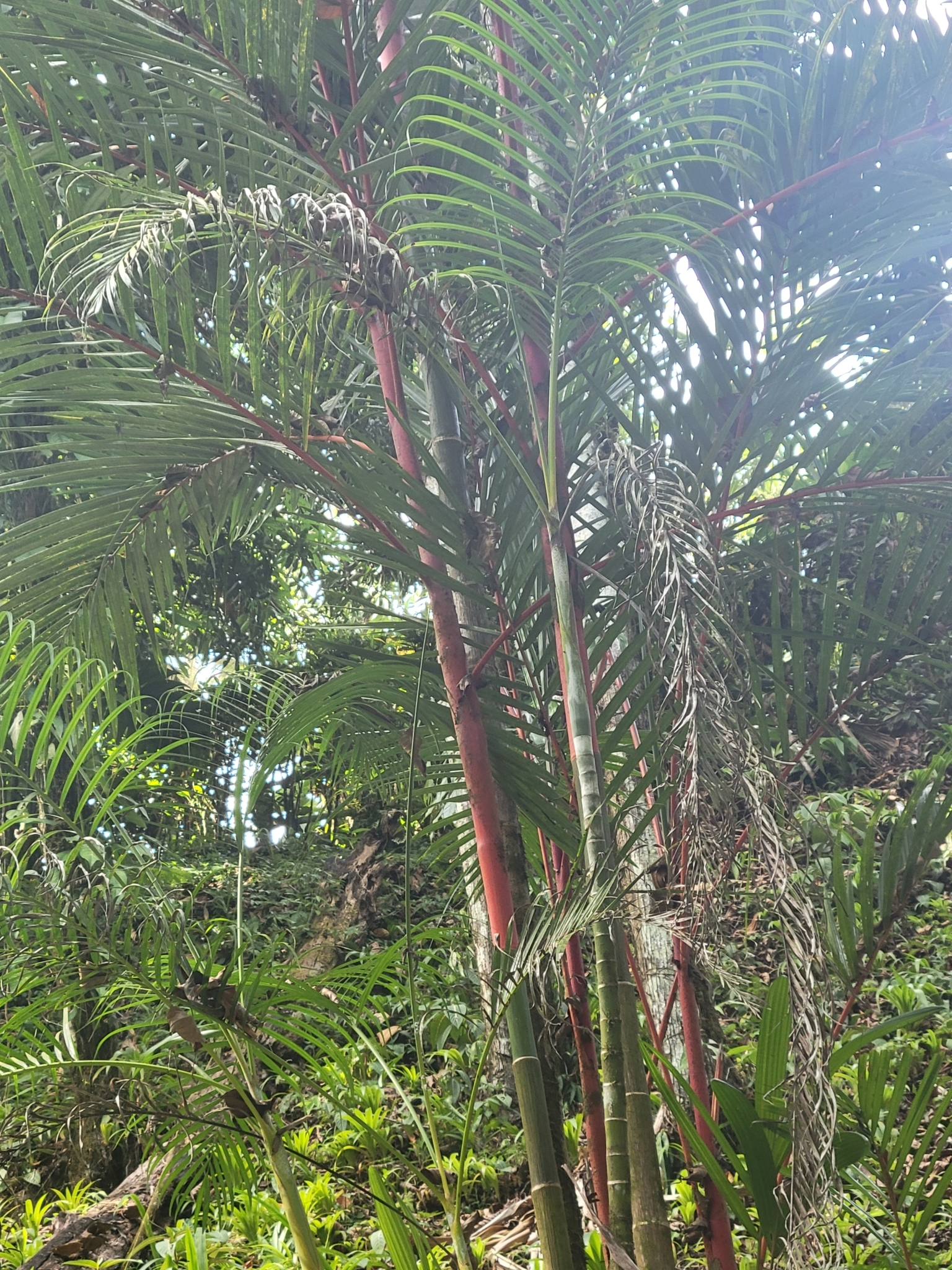 Imagem de Palmeira-ráfia