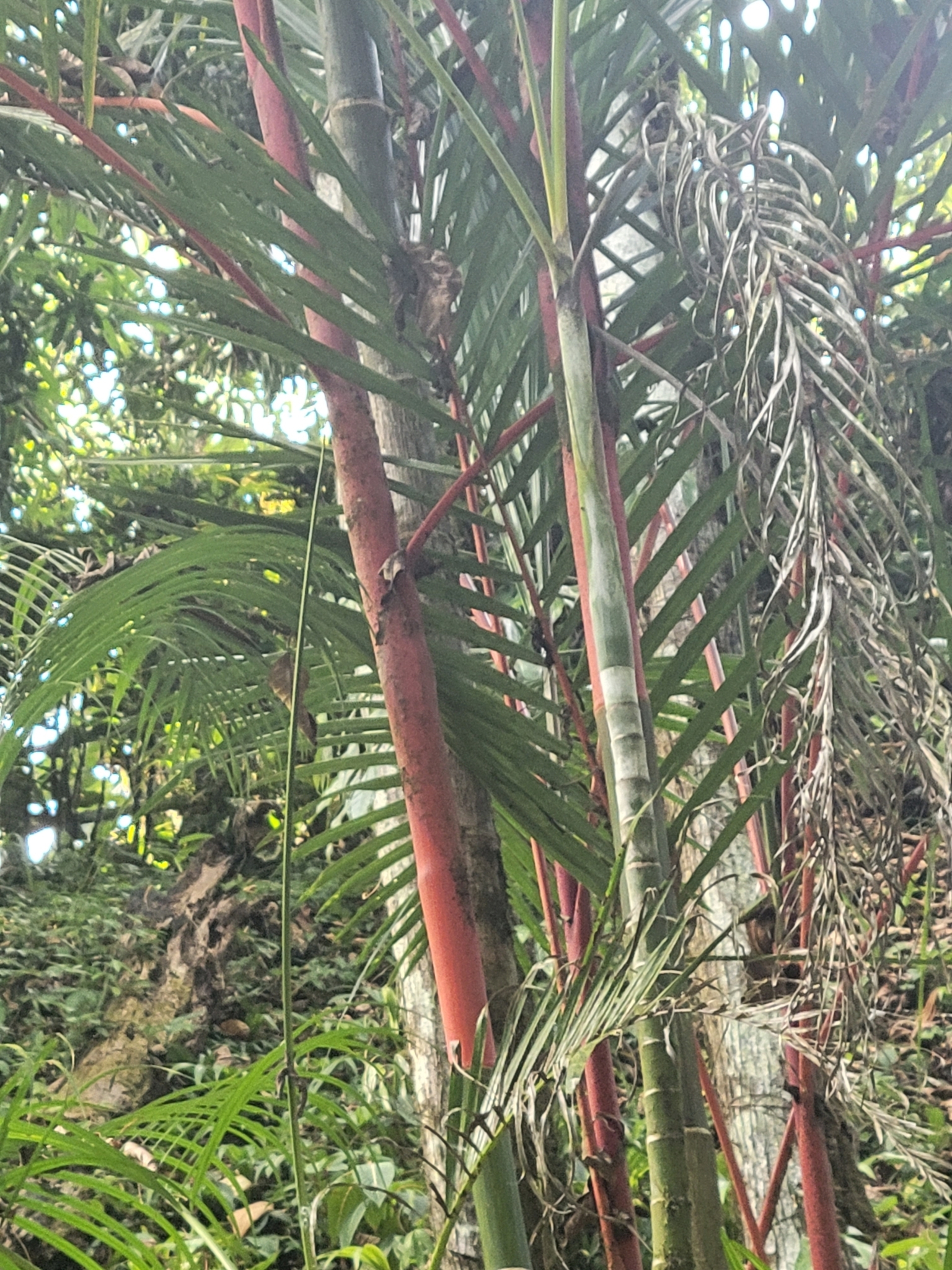 Imagem de Palmeira-ráfia