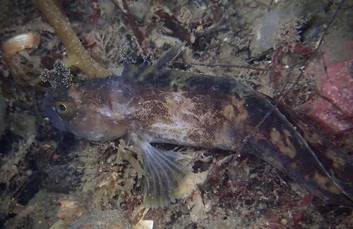 Yarrell's blenny (Chirolophis ascanii) — Stichaeidae