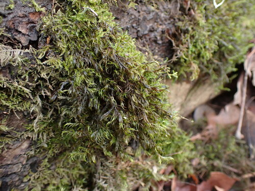 Image of Dichelyma uncinatum by no rights reserved