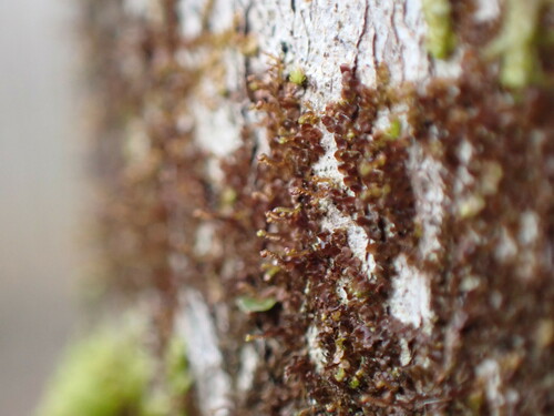 Image of Frullania bolanderi by no rights reserved