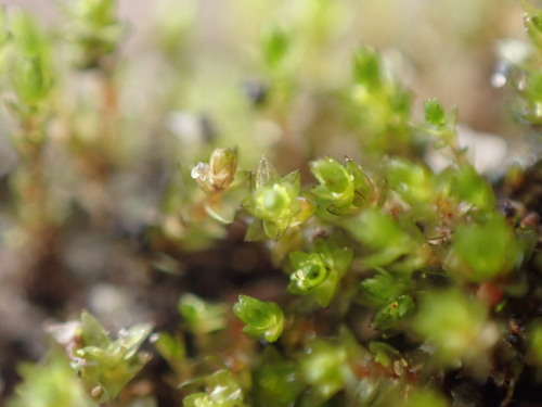 Image of Bryum barnesii by no rights reserved