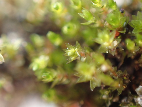 Image of Bryum barnesii by no rights reserved