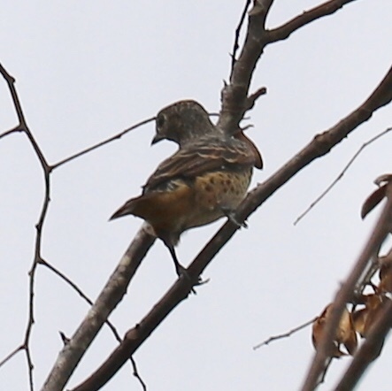 Cotinga nattererii