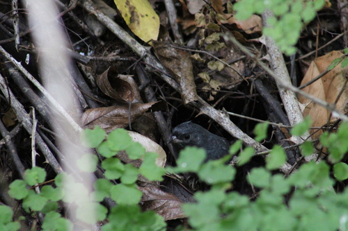 Dusky Tapaculo (Scytalopus fuscus), photo 10
