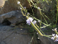 Lavandula subnuda