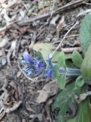 Ajuga orientalis