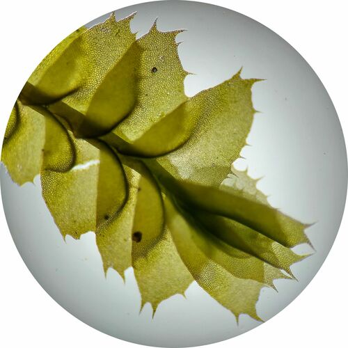 Killarney Featherwort