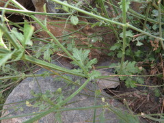 Lavandula subnuda