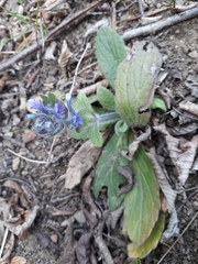 Ajuga orientalis