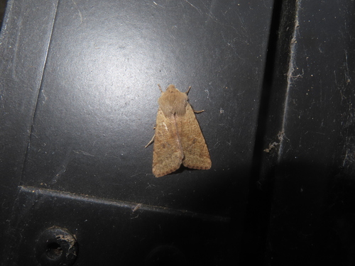 Pacific Quaker