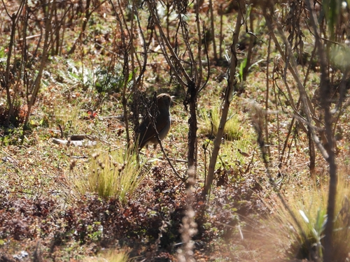 Russet Nightingale-Thrush (Catharus occidentalis), photo 10