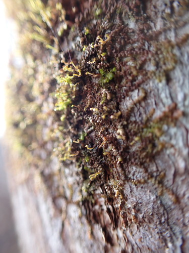Image of Frullania bolanderi by no rights reserved