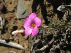 Oxalis hirta hirta