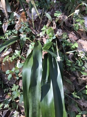 Carex fraseriana