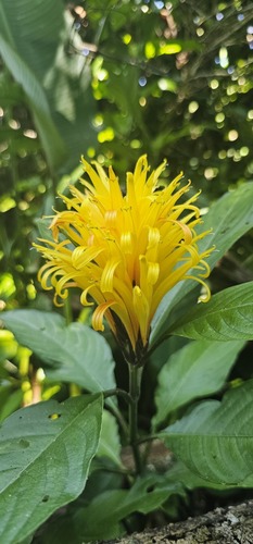 Foto de Chuva-de-ouro