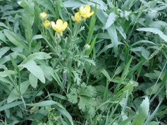 Ranunculus oxyspermus