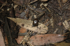 Bothrorrhina ochreata