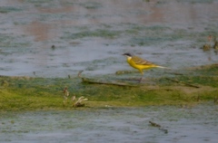 Motacilla flava cinereocapilla