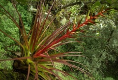 Tillandsia calothyrsus