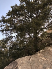 Pinus monophylla