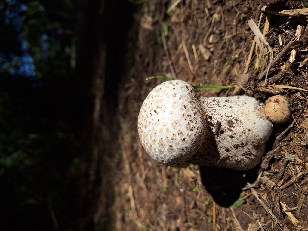 Calvatia cyathiformis · February 2024 · photo: © rocio_pose (iNaturalist, cc-by)