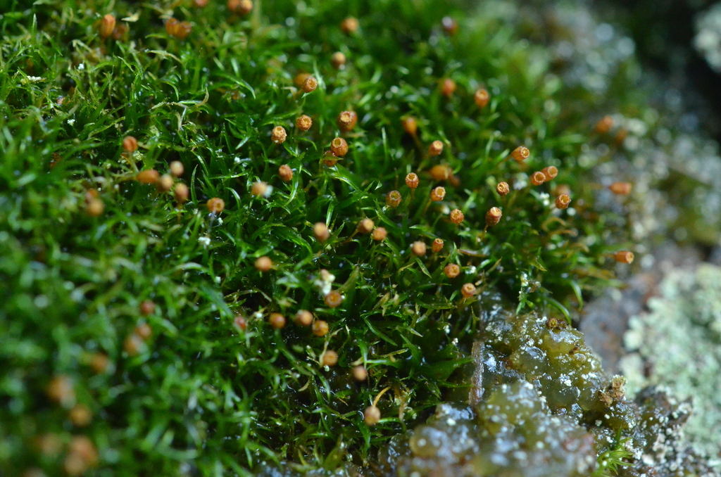 Dwarf Streak-moss