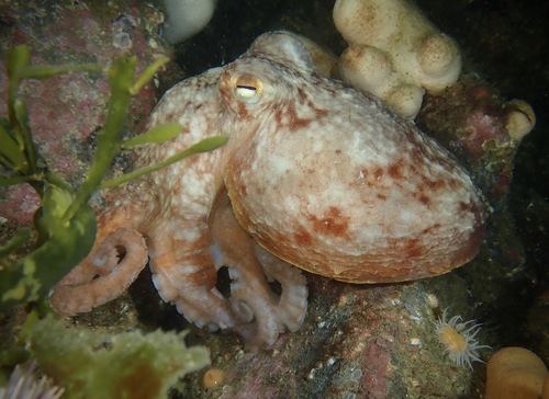 Curled Octopus