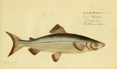 Wartmann's Whitefish photo 2