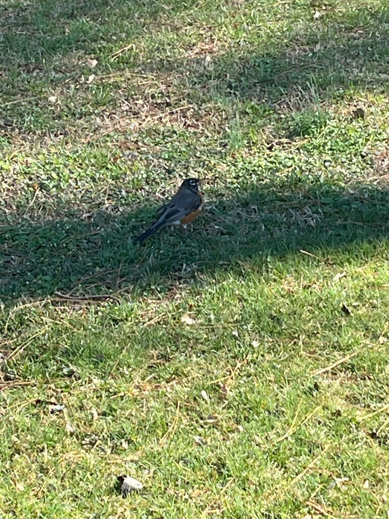 American Robin from Grimes Park, 25 Hege Dr, Lexington, NC 27292, USA