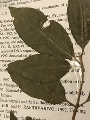 Tabernaemontana coffeoides