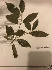 Tabernaemontana coffeoides