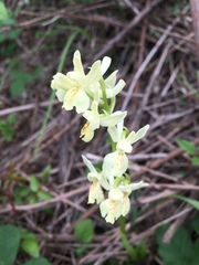 Orchis provincialis