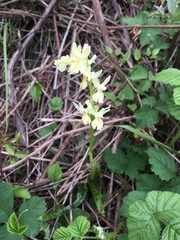 Orchis provincialis