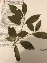 Tabernaemontana coffeoides