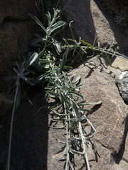 Helichrysum makranicum