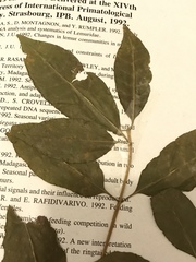Tabernaemontana coffeoides