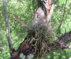 Tillandsia baileyi