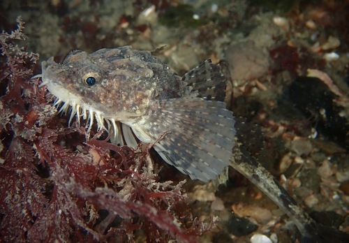 Agonus cataphractus (Linnaeus, 1758)