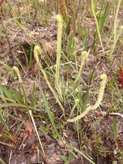 Drosera tracyi